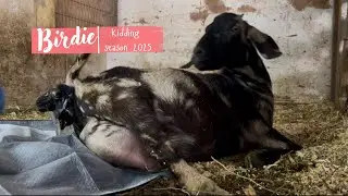 Mini Nubian goat birth | Kidding season 2025