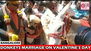 BNGLR | DONKEYS MARRIAGE ON VALENTINE'S DAY | KANNADA CHALUVALI VATAL PAKSHA | VATAL NAGARAJ