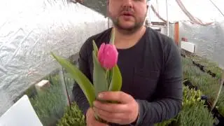 Вирощування тюльпанів. Тюльпан Хепі Фемелі. Tulips Happy Family / Выращивание тюльпанов.