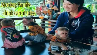 Monkey Baby Abu and Sam Asher love to drink super cute carrot juice