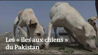 Des chiens abandonn&eacute;s survivent sur des &icirc;les d&eacute;sertes au Pakistan