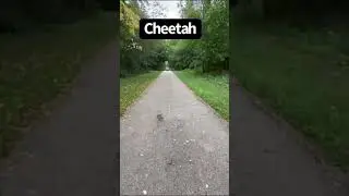 all animal acting man #shorts #shorts