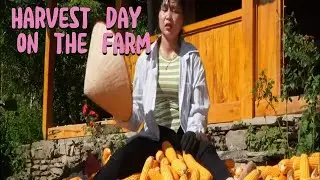 A Hardworking Mountain Girl Harvests Fresh Crops On The Farm &ndash; Peaceful Rural Life | Human & Nature