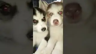 cute husky puppies #shorts