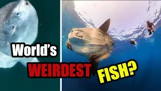 The Strangest Fish You&rsquo;ll Ever See