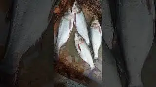 Silver Carp Fish Display Show | Fresh Big Fish #fin_cuts_tv