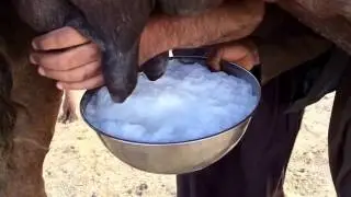 Mar 7, 2017حلب. ناقه  خلفه camel milk 00966506383361