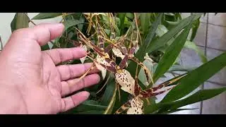 Orq. Brassia rex - orquidea aranha #orquidofilia #biologia 