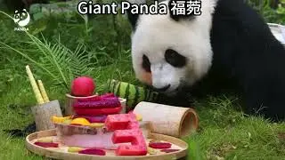 Happy 3rd Birthday to Panda Fu Wan福菀