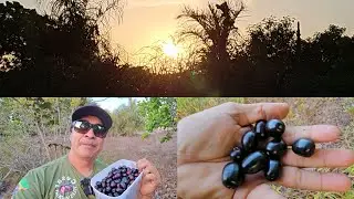 AZEITONA PRETA UMA FRUTA MUITO BOA CARIRI DAS AGUAS AMONTADA CEARÁ 