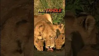 Thirsty Lions Gather for Water #lion #wildcat #wildlife