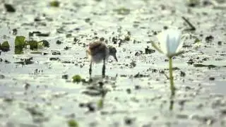Pheasant-Tailed Jacana - Chick