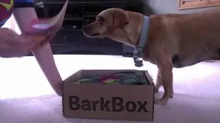 June 2017 Barkbox Review