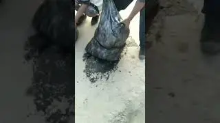 Fish Harvest in Action | Amazing Catch! #FishingLife #FishHarvest #FishLovers #DailyLife #Shorts