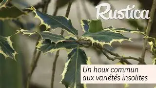 Ilex aquifolium , un houx commun aux vari&eacute;t&eacute;s insolites
