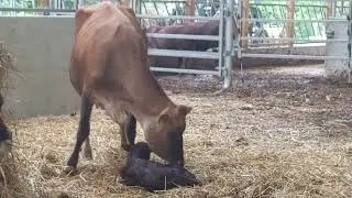 CALF is BORN