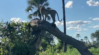 Leopard Moremi Game Reserve