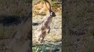 He should've taken that left at Albuquerque.....#rabbit #jackrabbit #bunny