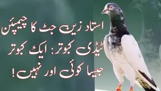 Ustad Zain Jatt's Champion Teddy Kabootar: A Pigeon Like No Other!