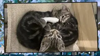 Foster Kitten Livestream (S23, E13 - Dec 28, 2025)