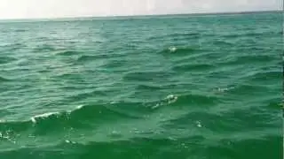 Dolphin Cruise #Brandcation #Gulf Coast May 2012