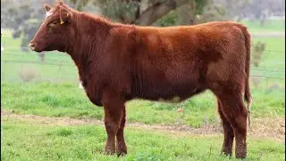 LOT 74