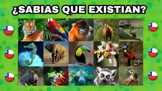 Animales Incre&iacute;bles de Chile que No Conocias