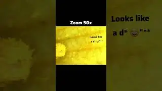 Wait&hellip; flowers have THAT too?! 😂 Zoom in under the microscope #flowers #science #funny  #shorts