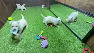 Dolly's Pups 1/2026