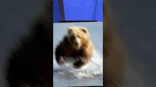 Среда мокрых зверей 🐻