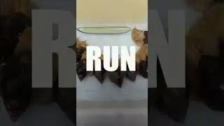 123 running snails #shorts #funny #animals