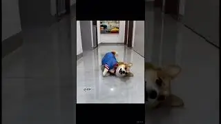 Corgi Sword Hero Walks 3s Then Epic Slide Fail! 😂🛼 #Viral #Shorts 코기 검 들고 3초 걷다 초대형 미끄러짐ㅋㅋㅋ😂🛼