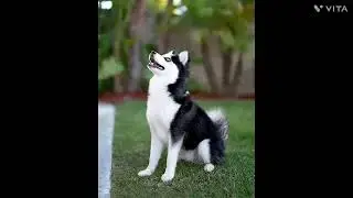 Pomsky dog breed information & characteristics 
