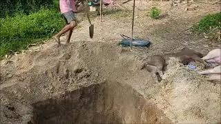 A Sad Day At MB Piggery