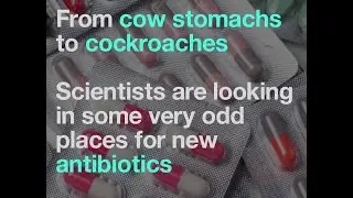 Exploring unusual places in the search for new antibiotics