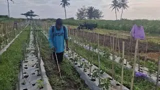 HERBICIDE SPRAYING PROCESS ON CHILI PLANTS TO ELIMINATE GRASS PESTS! -Agriculture Farming