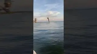 Not the target species LOL 
