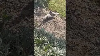 These Cute Crested Pigeons Are In LOVE 🥰 #birds