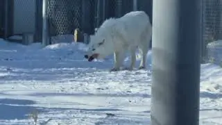 WHITE ARCTIC WOLF FAMILY 🌞