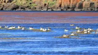 Maca Tobiano (Podiceps gallardoi), nidificaci&oacute;n.