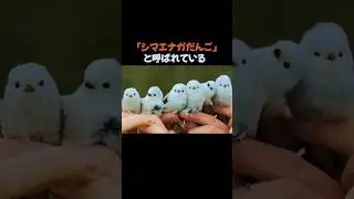 お餅のようなシマエナガ #動物 #雑学