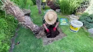 Tropical Garden Center - Czech Republic - Transplanting our Trachycarpus Fortunei 28.6.2020 - PART V
