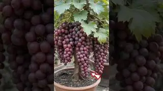 Новые идеи выращивания виноградных деревьев из плодов винограда 🍇#виноград#прививка#выращивание