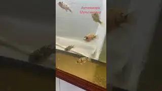 Ниерери и мультиколор совсем большие #aquariumshow #fish #aquarium #aqua