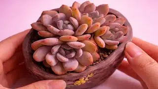 Best Soil and Pots for Succulents | Expert Setup for Fast Growth