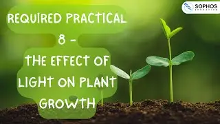Required Practical 8: The Effect of Light on Plant Growth