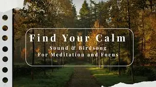 Find Your Calm: Nature Sounds & Birdsong for Meditation and Focus