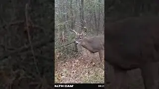 Giant GEORGIA 11pt!!!  #georgia #trailcamera #hunting #deer #outdoors #fyp #shorts #whitetaildeer