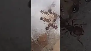 oxyepoecus inquilinus #music #hormigas #ecuador #ants #mirmecologia #viral #shorts #insects #nature