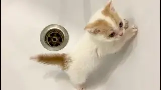 &laquo;Where's the Water?&raquo; - Brave kitten Willie wants to bath